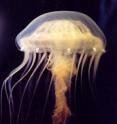 This species of jellyfish is called <i>Chrysaora quinquecirrhe</i>, one of two jellyfish species in the study.