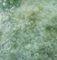 Bloom of moon jellies, <i>Aurelia aurita</i>, in Chesapeake Bay; thousands of jellies aggregate together.