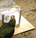 This is the parrot Kea using a ball shaped tool at the Multi Access Box.