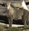On May 28, the Smithsonian Conservation Biology Institute's six-year-old cheetah, Amani, gave birth to the first litter of cheetahs born in the United States this year.