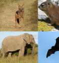 A composite image of 4 of the 32 mammal species whose life-history traits and DNA mutation rates are studied in the Penn State University laboratory of Kateryna Makova. From the top left corner, moving clockwise: a wild dog, a hyrax, a bat, and an elephant. Individual images are online at <A HREF="http://www.science.psu.edu/news-and-events/2011-news/Makova6-2011">http://www.science.psu.edu/news-and-events/2011-news/Makova6-2011</A>.