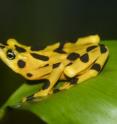 The Smithsonian's National Zoo maintains an active breeding program for the critically endangered Panamanian golden frog.