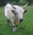 This is a Chillingham cow.
