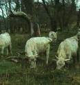 These are Chillingham cattle.