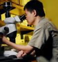 Lin Jiang, an assistant professor in the Georgia Tech School of Biology, looks into a microscope at a protist species. In a recent study, Jiang found that extinction occurred more frequently and more rapidly between protist species that were more closely related, providing strong support for Darwin's phylogenetic limiting similarity hypothesis.