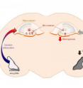 Emotional information from the amygdala promotes maturation of adult neural stem cells into new neurons in the hippocampus. These neurons can be activated by fear during a critical 2-4 week period after birth, helping to imprint a memory of the fearful situation. Without input from the amygdala (right), the hippocampus produces fewer new neurons.
