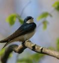 This is a tree swallow at the Queen's University Biological Station (QUBS).