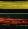 A Hessian fly-infested susceptible wheat seedling before (top) and after (bottom) staining with red dye. The larvae induce the host plant cells to increase in permeability, as visualized by their ability to absorb the red stain. This increased permeability allows plant nutrients to leak to the surface where they are consumed by the larvae.