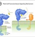 This illustration shows transmembrane signaling in a plant cell aided by a steroid.