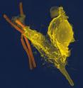A false-colored yellow neutrophil, one of several types of white blood cells that comprise the body's immune system, engulfs anthrax bacteria (orange).