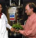 Washington University in St. Louis scientists Ge and d'Avignon with a horseweed plant in front of the high-resolution NMR machine they used to discover why the plant is resistant to the herbicide glyphosate. They were able to pick up a tiny frequency shift in the resonant frequency of the herbicide that signaled it had been moved into the plant vacuole, which can serve as a garbage disposal. The high-resolution NMRs in the Washington University facility can pick up changes of one part per million or one part per billion in resonant frequencies. To detect such small frequency changes the magnetic field used during experiments must be extremely homogeneous and stable. The High-resolution NMR spectrometers use "shims" (actually electrical-current shims whose function is analogous to that of mechanical shims) to achieve the necessary uniformity.