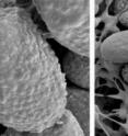 Scanning electron microscopic images of giant spores (left) from a (-) mating type strain of the human pathogenic zygomycete <i>Mucor circinelloides </i>and smaller spores (right), from a (+) mating type strain. Images are in the same scale.