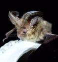 The first brown long-eared bat found on the Isles of Scilly for 40 years was discovered by Dr. Fiona Mathews of the University of Exeter.