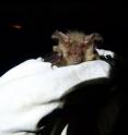 The first brown long-eared bat found on the Isles of Scilly for 40 years was discovered by Dr. Fiona Mathews of the University of Exeter.