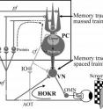 This graphic presents a summary of the findings. Pharmacological reversible shutdown experiments of the cerebellar cortex revealed that the memory produced by massed learning is maintained in the cerebellar cortex, whereas the memory produced by spaced learning is maintained in the cerebellar nuclei (VN), indicating "trans-synapse memory trace transfer" occurs by spaced learning. Because local applications of protein synthesis inhibitors (anisomycin or actinomycin D) blocked the spaced learning, the proteins synthesized during spaced training protocols may play a key role in trans-synapse memory trace transfer.