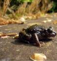 The midwife toad is a species that is particularly sensitive to the chytrid fungus.