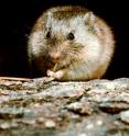 A new study found a potential new reservoir of Lyme disease: the prairie vole (<i>Microtus ochrogaster</i>).