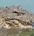 A new study confirms that critically endangered Cuban crocodiles are hyrbridizing with American crocodiles in the wild.