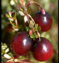 "Early Black" cranberry was used in the study of pest preferences for cranberry leaves.