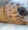 This is a loggerhead turtle.