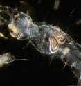 The predatory phantom midge larva, Chaoborus, hunts down the small aquatic crustacean, <i>Daphnia dentifera</i>.