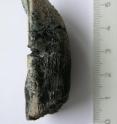 This is a Camarasaurus tooth from the Jurassic Morrison Formation of North America that was analyzed in the study by Eagle et al.
