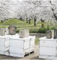 These honeybee hives are placed in a blooming almond orchard in Yolo County, Calif. Almond production heavily depends on pollinators and almonds are rich in energy, protein, lipid and many key nutrients such as calcium, magnesium and vitamin E among others.