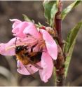 Pollination is important for crops producing key nutrients for the human diet. Here a sand bee of the genus <i>Andrena sp.</i> forages on a peach flower in a garden around Lüneburg, Germany.