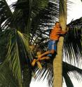 On the way to sample new leaf tissue from the crown a of coconut tree, an intrepid climber with a knife in his teeth grins at Bee Gunn, the scientist on the beach beneath him.