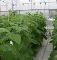 Cucumber plants looked the same 16 days after planting in both the twin-head (left row) and single-head (right row) systems.