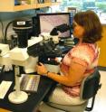 Marine scientist Rita Crockett of the Virginia Institute of Marine Science (VIMS) evaluates histological sections of oyster tissue for the presence of MSX and dermo in the laboratory.