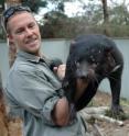 Zoo keeper and breeder Tim Faulkner holds a Tasmanian devil -- an endangered marsupial found in the wild in the Australian island-state of Tasmania.
