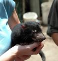 Successful breeding efforts are underway in mainland Australia and Tasmania to preserve a captive population of Tasmanian devils that are free from Devil Facial Tumor Disease.