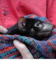 A team of Penn State University researchers have used genetic data to formulate a plan of action to prevent the extinction of the Tasmanian devil.