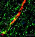 Astrocytes (pictured in green) help to support blood vessels (red) that act as the blood&#8209;brain barrier &#8209; a network that keeps potentially harmful chemicals and toxins out of the brain. This image shows the close interaction between the cells in the human brain.