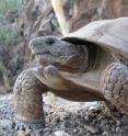 This is a specimen of the new species, Morafka's Desert Tortoise (<I>Gopherus morafkai</I>), from Tiburon Island, Sonora, Mexico.