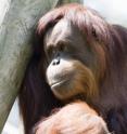 Judgments of how "happy" captive orangutans are indicate how long they will live.