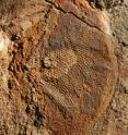 A half-billion-year-old fossil compound eye, showing exquisite detail of the visual surface (the individual lenses can be seen as darker spots). A half-billion-year-old fossil compound eye, showing exquisite detail of the visual surface (the individual lenses can be seen as darker spots).