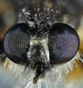 The compound eyes of a living insect -- a predatory robber fly -- showing the individual lenses.