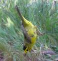 This is a Wilson's warbler in a mist net.
