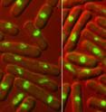 Left: Fission yeast cells with an active Aurora enzyme. The DNA (green) is distributed evenly into both daughter cells. Right: Fission yeast cells with an inhibited Aurora enzyme. The DNA is incorrectly distributed among the daughter cells.