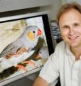 University of Illinois cell and developmental biology professor David Clayton and his colleagues found that microRNAs in the zebra finch brain respond when the bird hears a new song. University of Illinois cell and developmental biology professor David Clayton and his colleagues found that microRNAs in the zebra finch brain respond when the bird hears a new song.