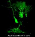 A green fluorescent protein-labeled neural stem cell clone contains the mother stem cell with neuronal and astroglial progeny within the mouse brain.