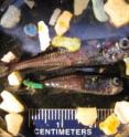 These are two lanternfish and several bits of plastic collected during the SEAPLEX voyage.