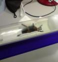 This shows the tarantula ready to going into the specialized MRI scanner.