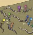 Virus-bacterium associations were examined in the natural environment of a termite's hindgut. Three general scenarios were seen. In the first (1) there was a one-to-one association: one type of virus matched one type of bacterium host. In the second (2) the host bacterium was associated with a diverse group of viruses, indicating perhaps a more ancient infection or a more susceptible host. In the third case (3) very similar viruses were seen infecting several different types of bacterial hosts.

This study tested methods of examining virus-bacterium interactions in nature, rather than in vitro -- from a culture. It opens a new door to understanding the diverse and highly populated world of viruses and bacteria that we know so little about.