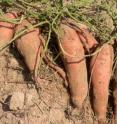 Hills of 'Evangeline' sweetpotatoes grown from G2 virus-tested seed on a commercial farm in Louisiana.