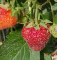 The new Roseberry strawberry features sweet, aromatic fruit and attractive flowers.