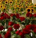 Sunflowers (Helianthus) are a major specialty cut flower, shown here with roses, one of the most important cut flowers worldwide.
