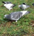 Untrained feral pigeons have special skills enabling them to recognize individuals, and are not fooled by people changing clothes. Untrained feral pigeons have special skills enabling them to recognize individuals, and are not fooled by people changing clothes.